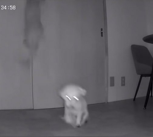 跳んだりお尻を引きずったりしている小型犬達