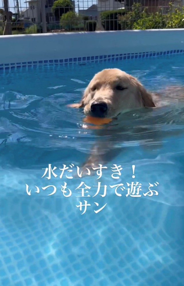 プールで泳ぐ犬