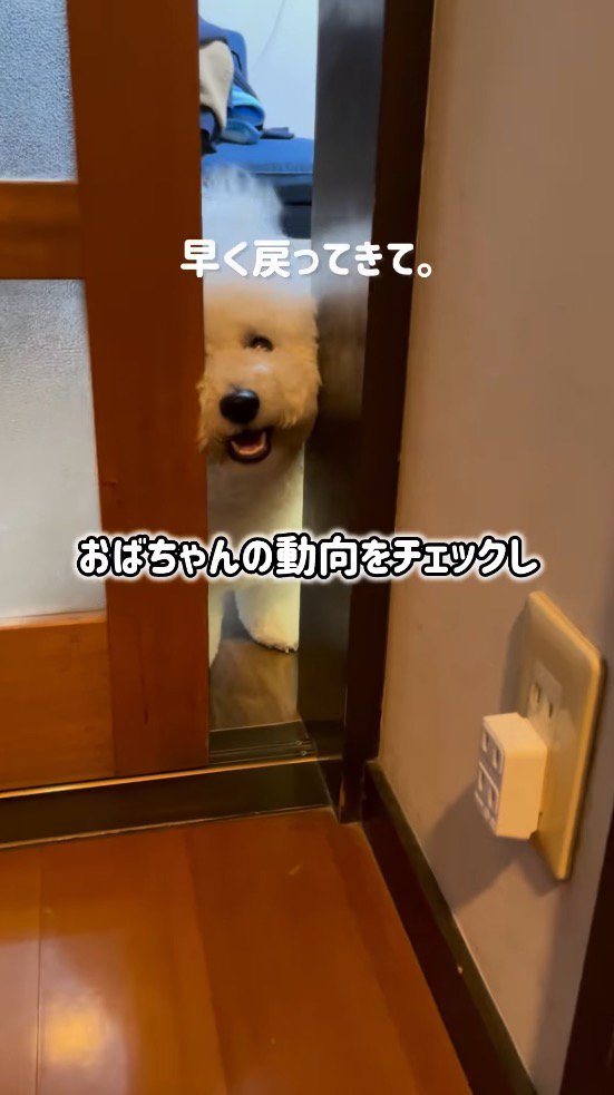 ドアの隙間から顔を出す犬
