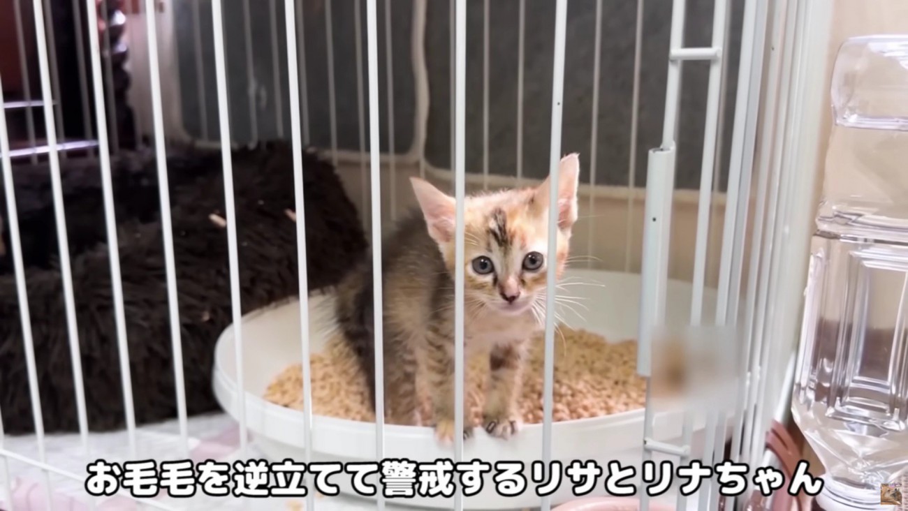 2匹の子猫と初対面！
