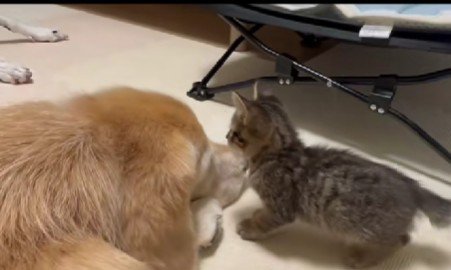 気にせずにお昼寝するうみちゃん