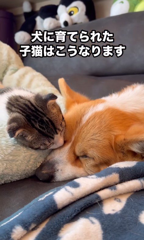 サラちゃんのお顔にぴとっ