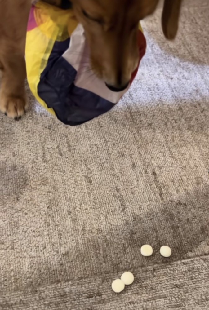 目の前におやつ4つ