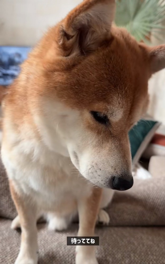 俯く柴犬