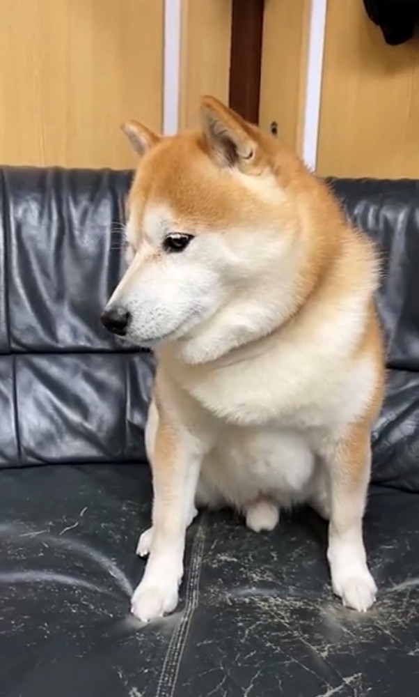 そっぽを向く犬