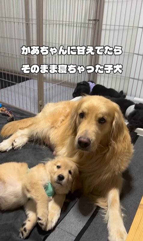 たのちゃんと赤ちゃん犬