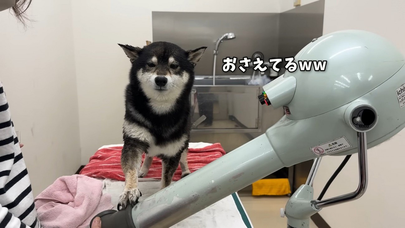 お手々で押さえてドライヤーを拒否
