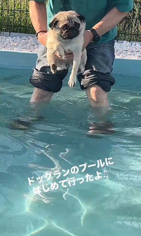 プールに来たぽんずちゃん