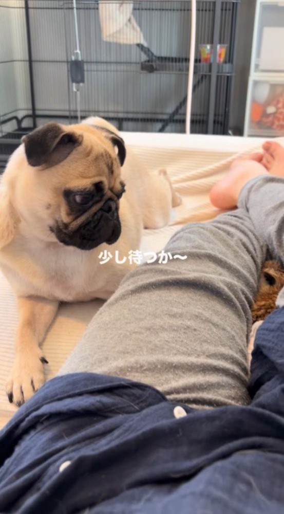 ミーアキャットの隣に伏せる犬
