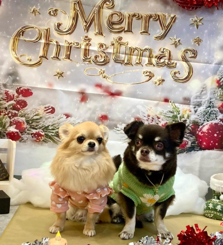 めるちゃんとぺろちゃん