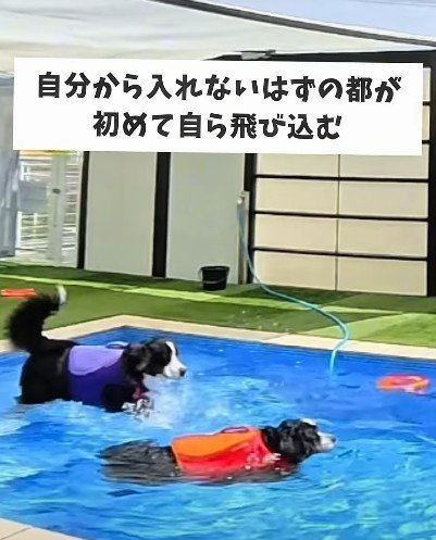 初めてプールへ飛び込んだ