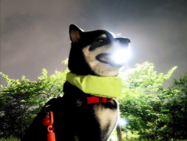 わざ