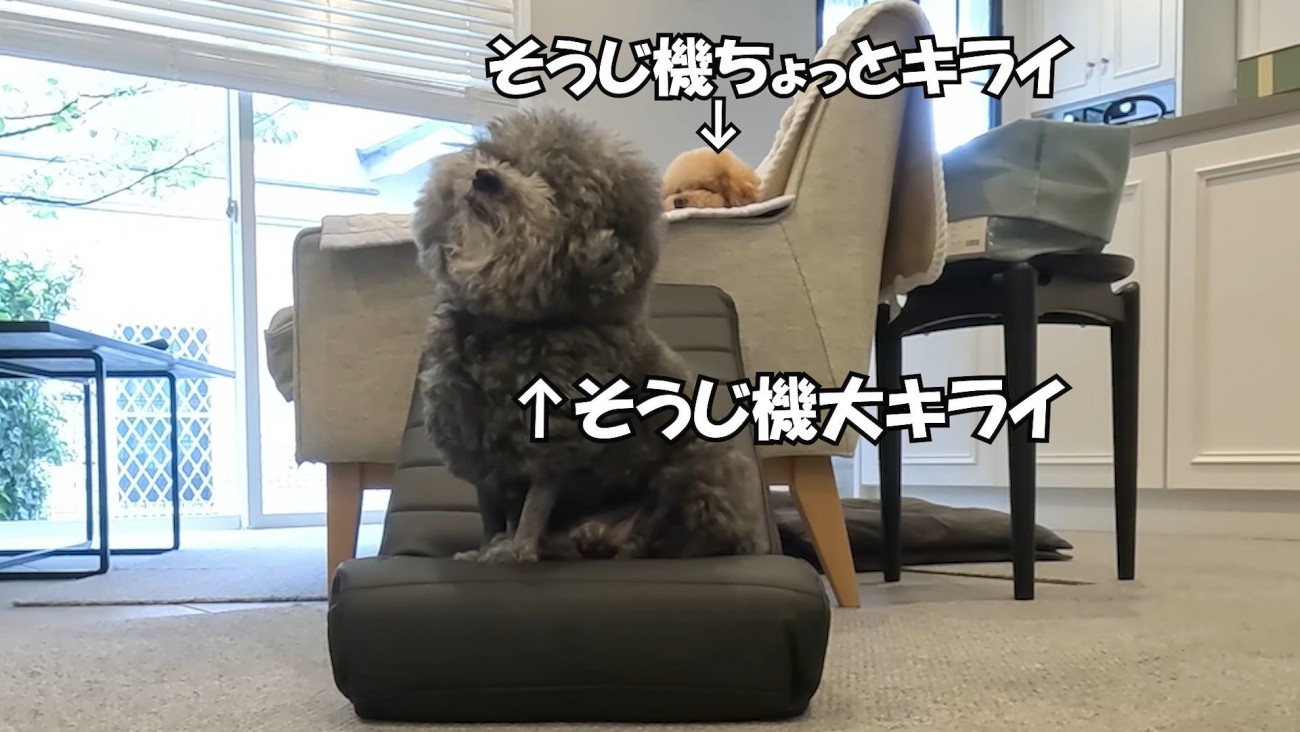 2匹揃って避難中