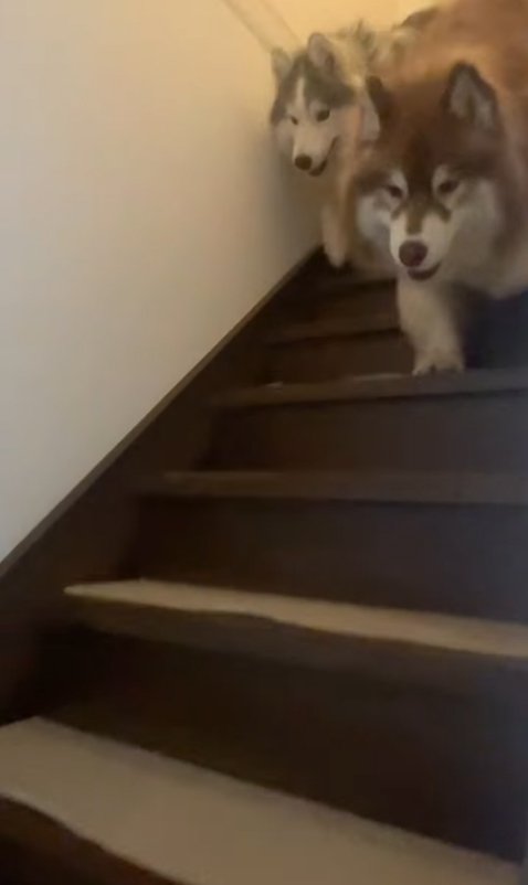 階段を並んで降りる2匹の大型犬