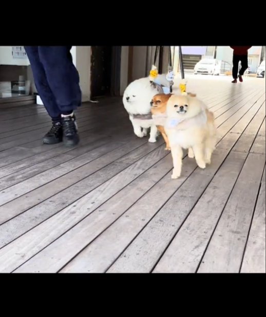歩く3匹の犬2