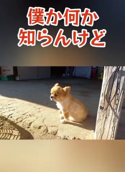 「僕かなんか知らんけど」