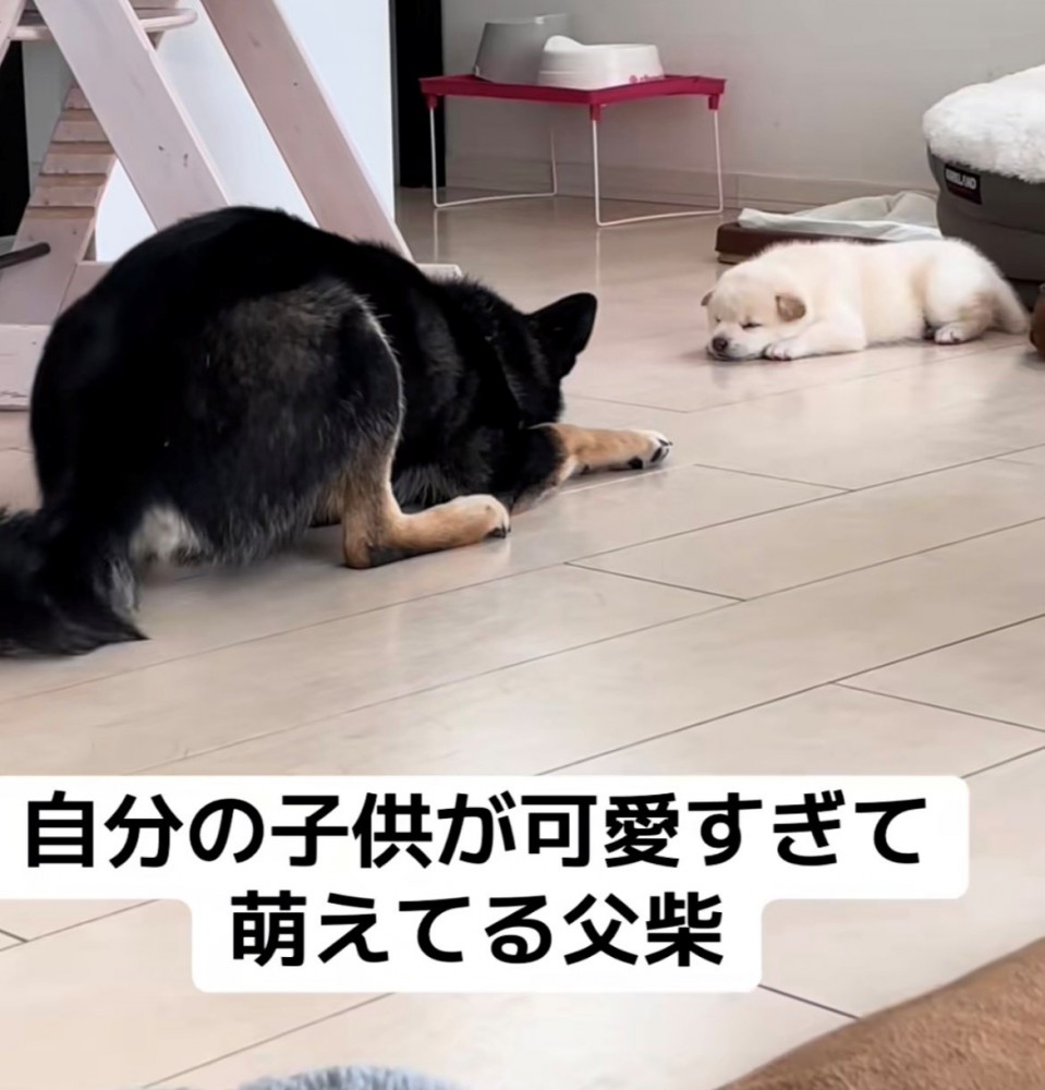 伏せた姿勢で子犬を見つめる犬