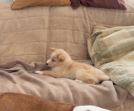 ソファの上に座る子犬