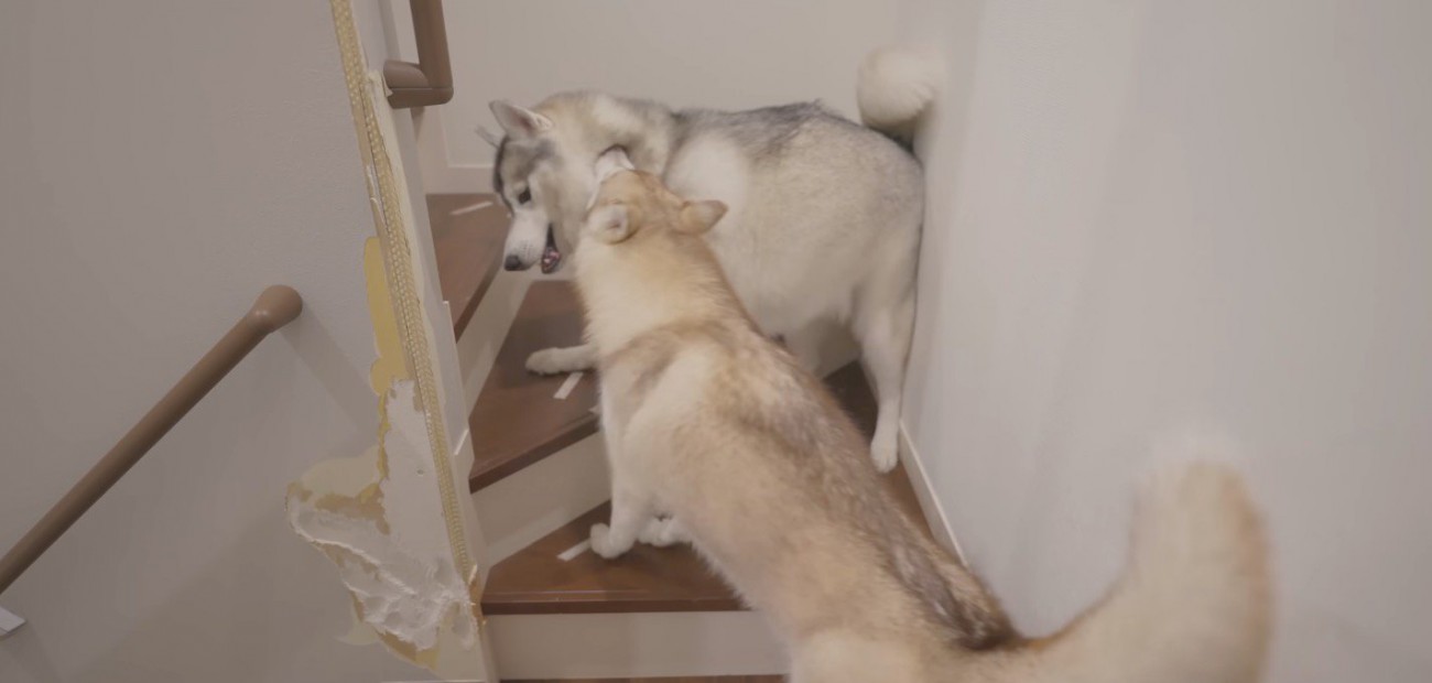 グレーの犬の首を甘噛みする茶色い犬