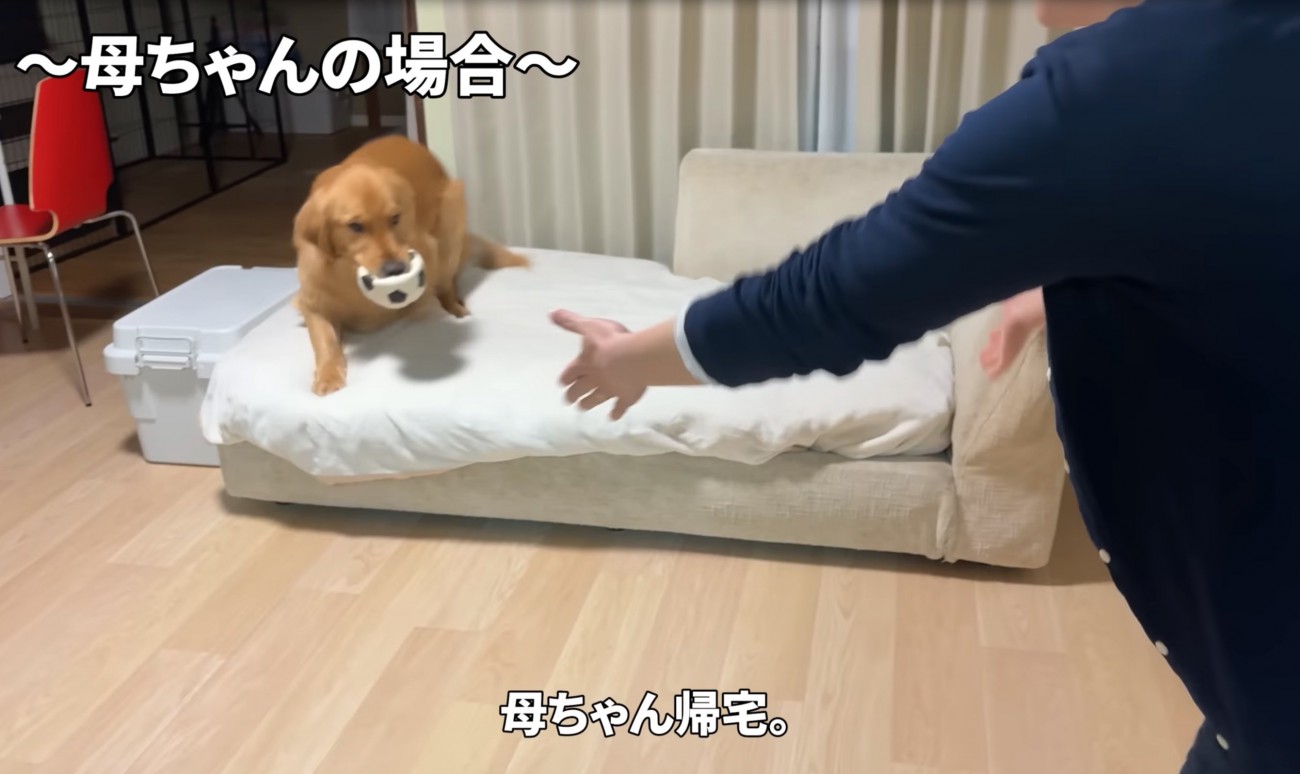 ソファの上の犬
