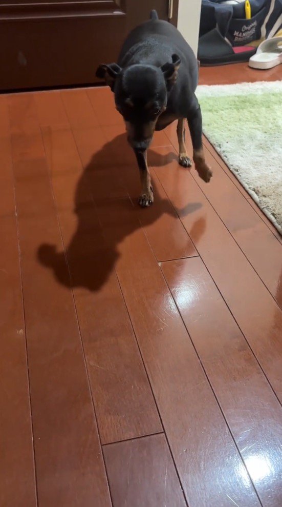 ぎこちない動きで飼い主の方へ近づく犬