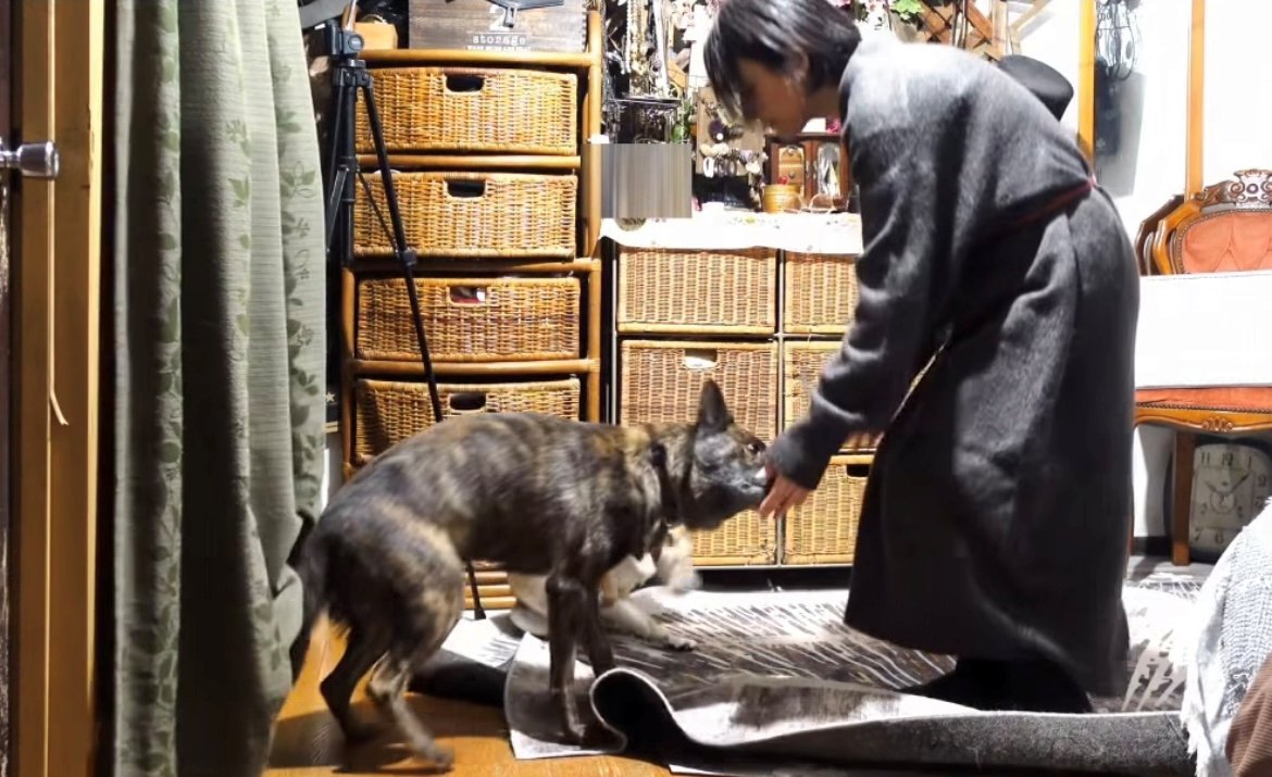 飼い主の手に顔を近づける犬
