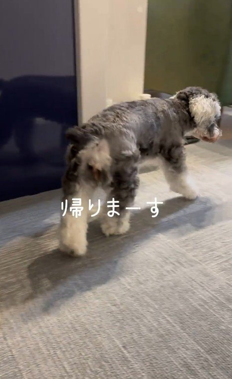 お風呂から出た時のポポちゃんの態度⑩