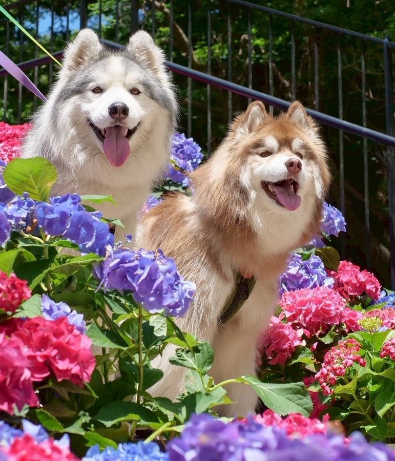 お花畑