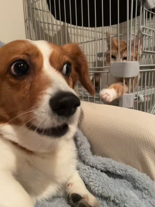 こむぎちゃんはこの表情！