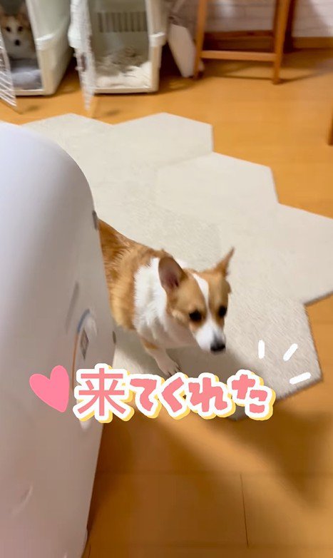 ココちゃんの尊い行動5
