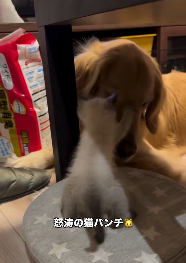 猫パンチするエルちゃん