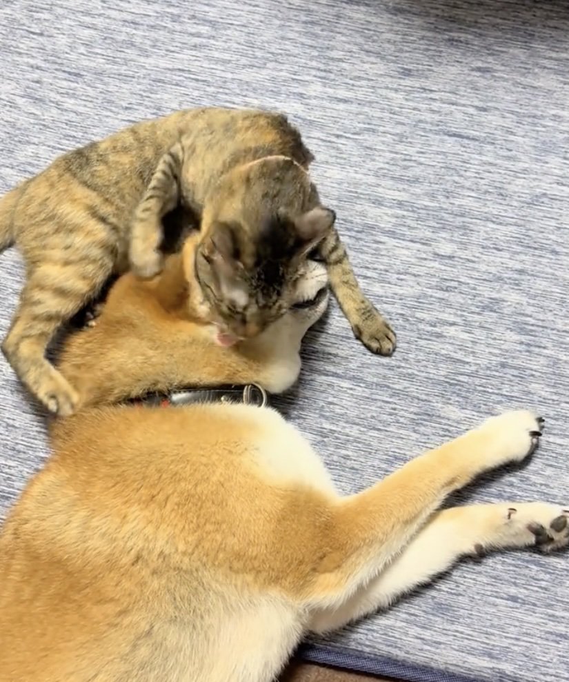 構ってあげる、優しいつくしちゃん