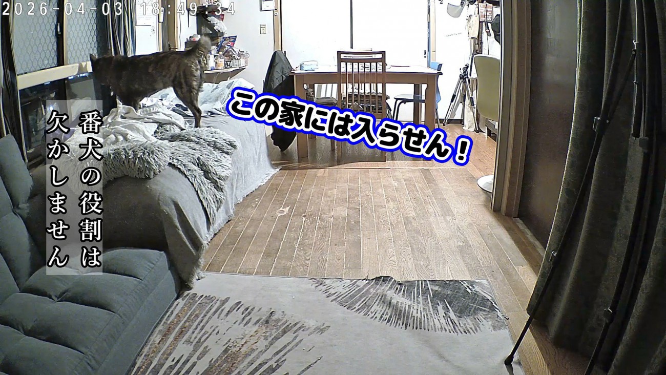 窓から外を監視！