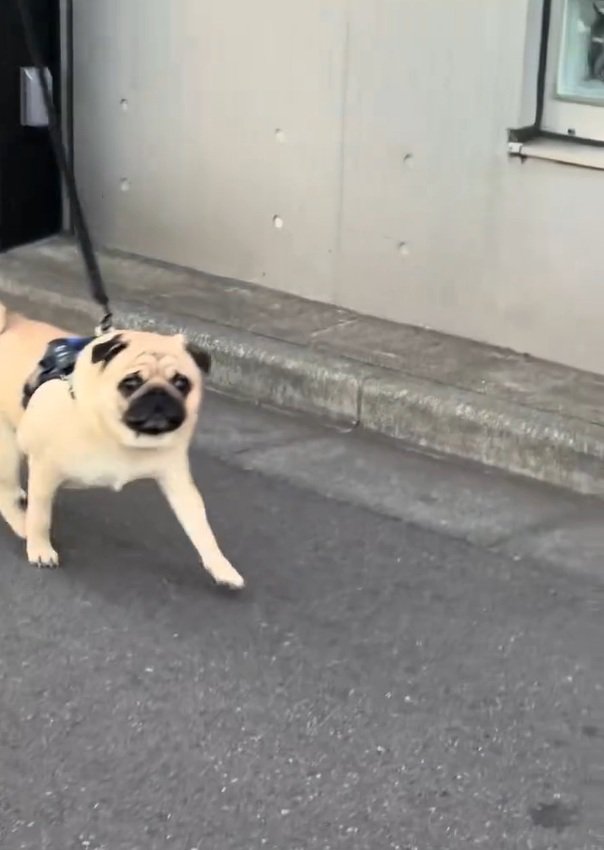 近づいてくるむさし君