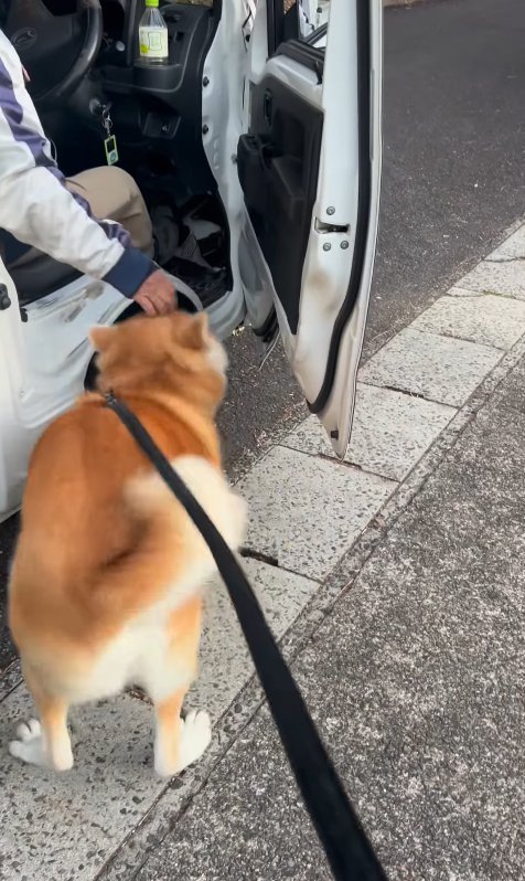 撫でてもらう秋田犬