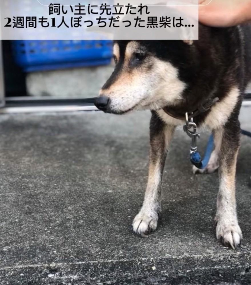撫でられる老犬
