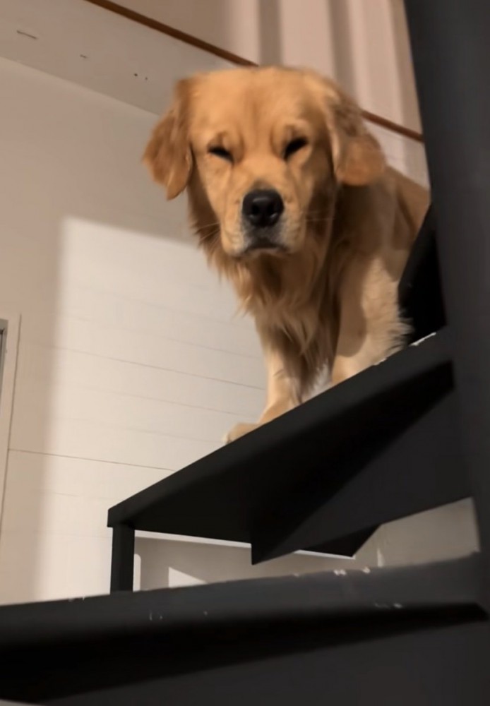 顔が浮腫むゴールデンレトリバー