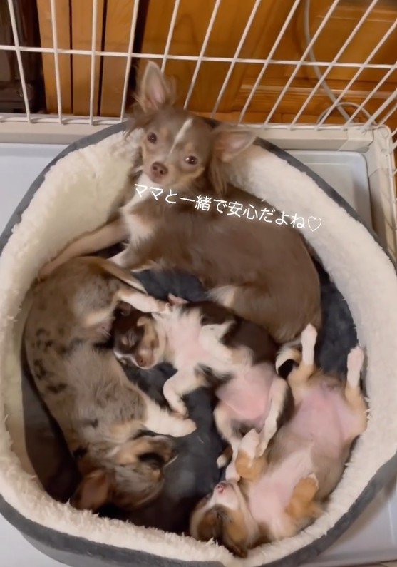 エルアちゃんと子犬たち