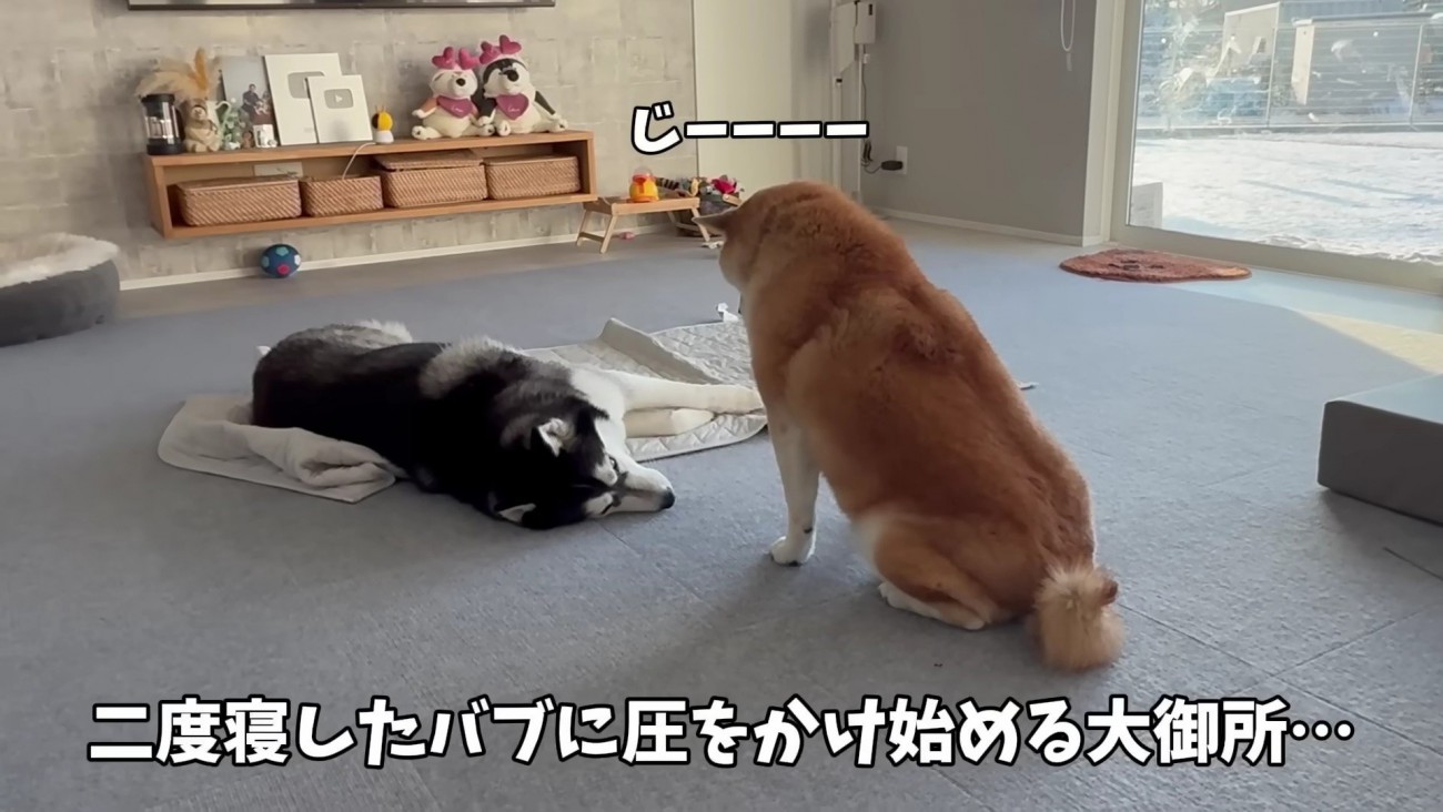 おもちくんとおこめくん