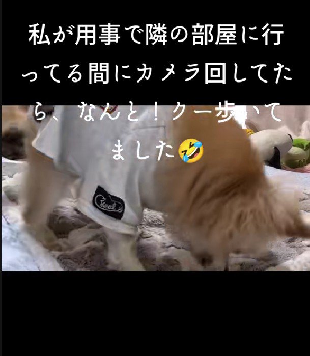 探し回る姿に感動…