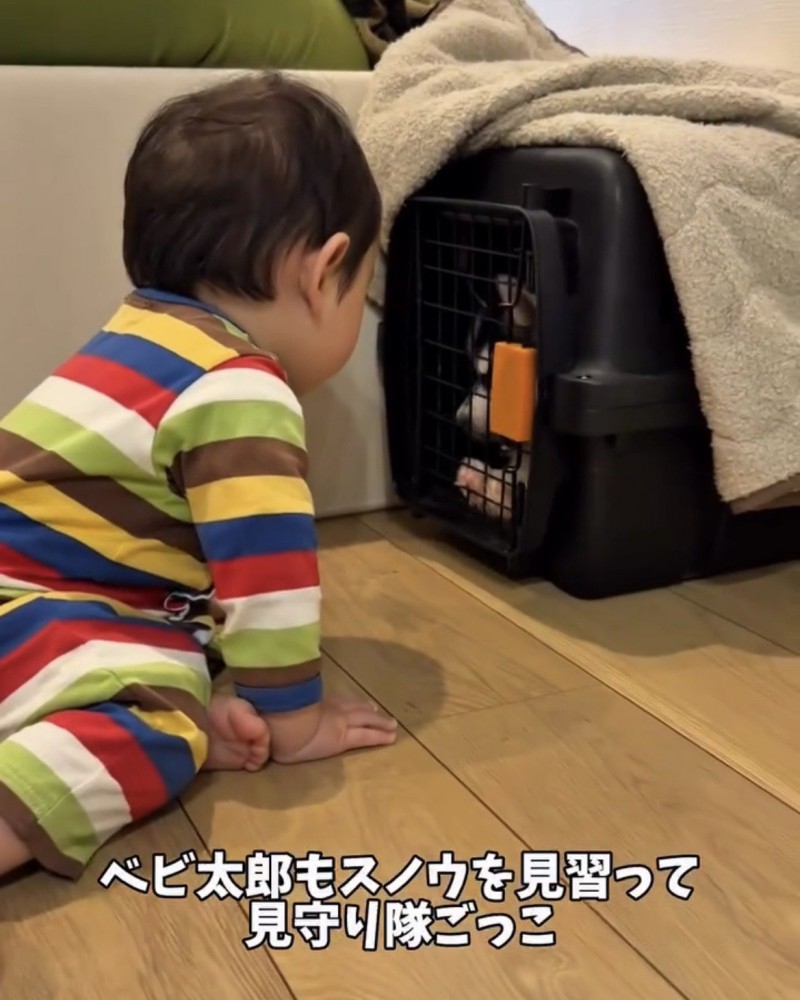 クレートの中をのぞく赤ちゃん