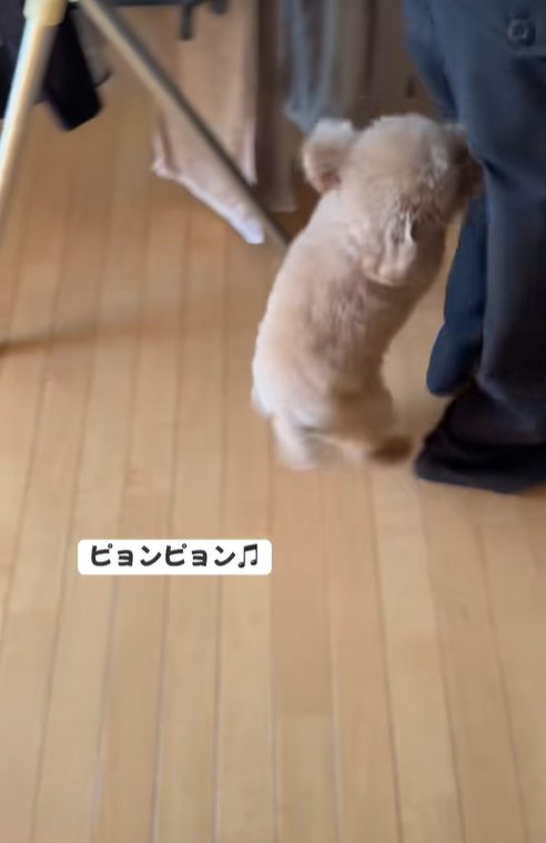客の後ろをついて行く小型犬
