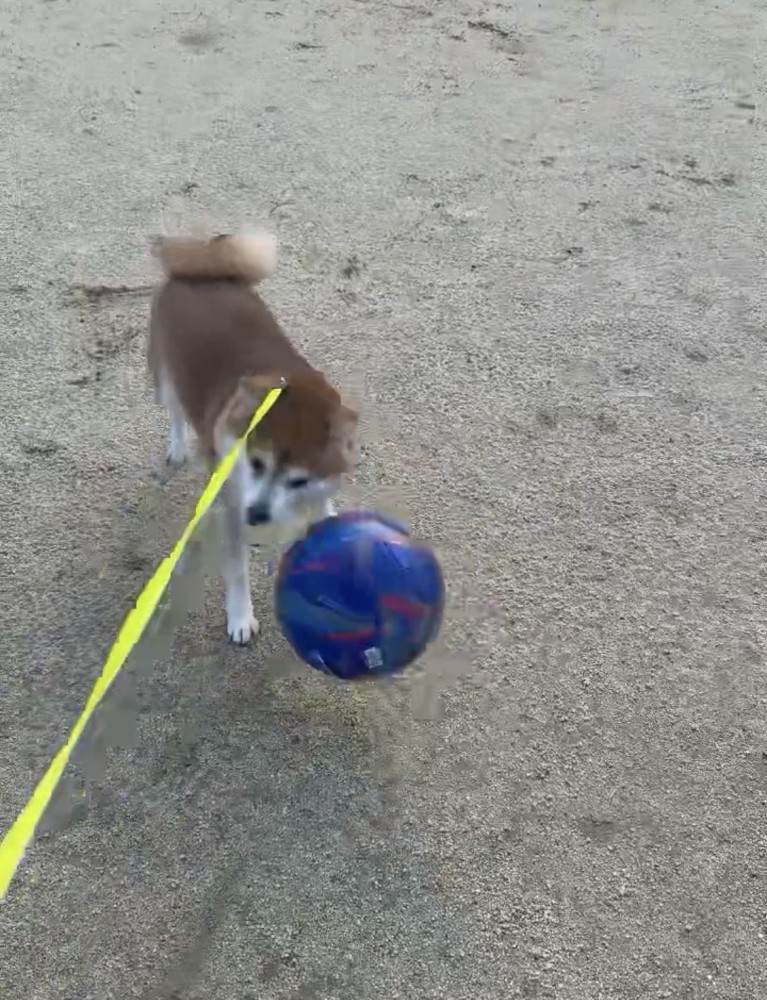 転がるボールに向かう犬