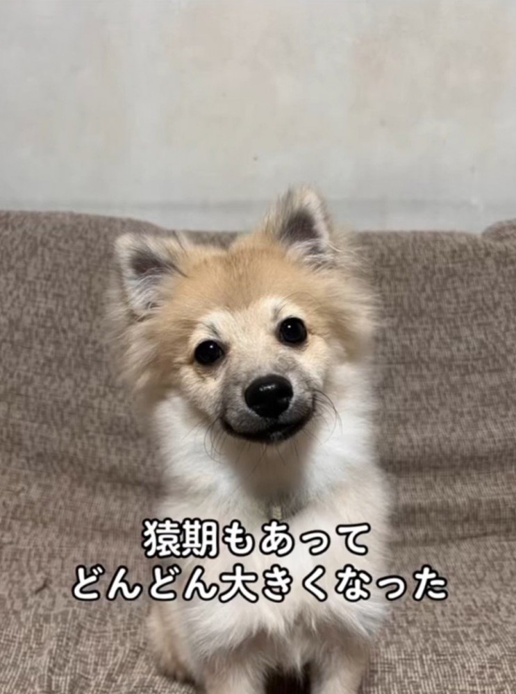 顔が独特な毛並みになった子犬