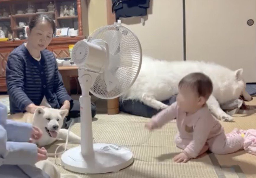 近づいてくる赤ちゃんを見る犬