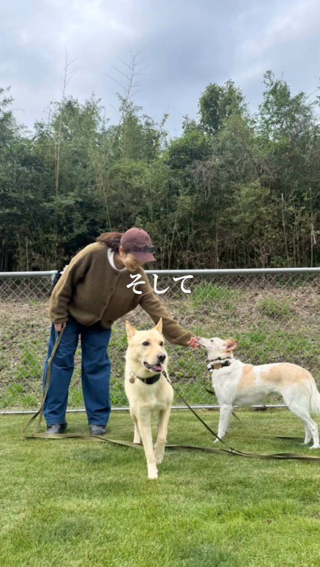 他の犬と一緒に散歩する犬