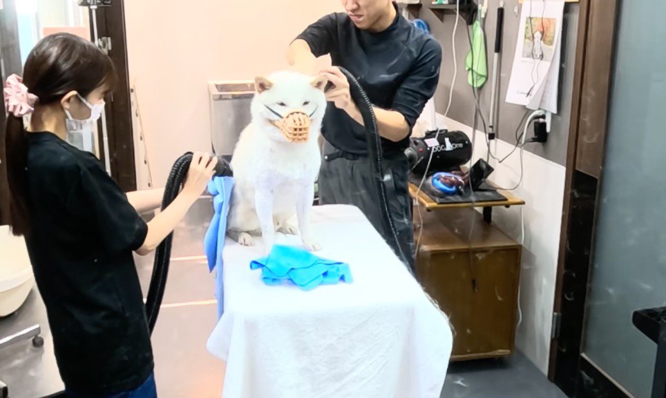 体を拭かれて部屋中に舞い散る犬の抜け毛