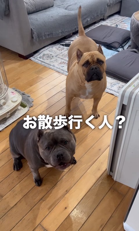 散歩に誘ってもらう中型犬達