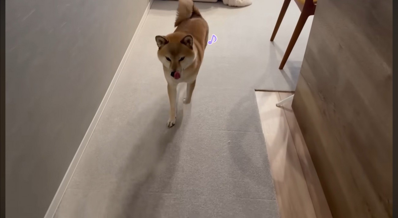 帰宅した飼い主を迎えにきた犬