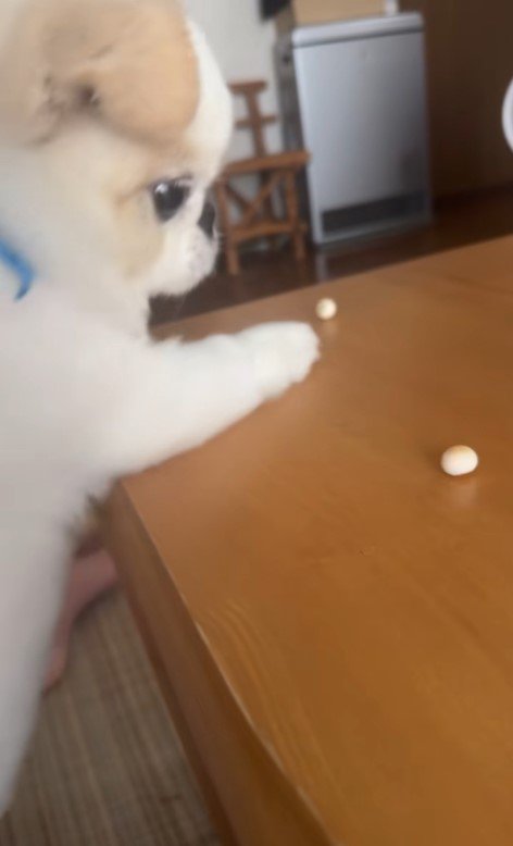 ボーロを食べたいワンコ⑩